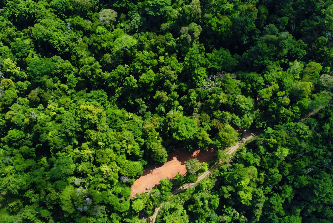 JUNGLE DREAMS FARM: WHERE NATURE MEETS SERENITY – 20 ACRES